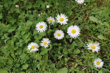 First daisies in the spring meadow