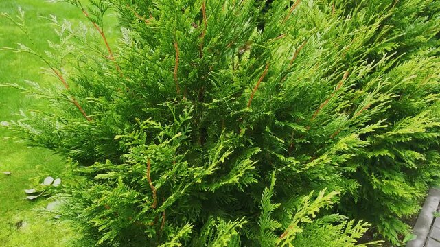 Green branches of thuja close-up