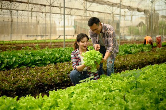 Happy couple harvesting fresh green lettuce inside a greenhouse. Concepts of organic farming and healthy food production