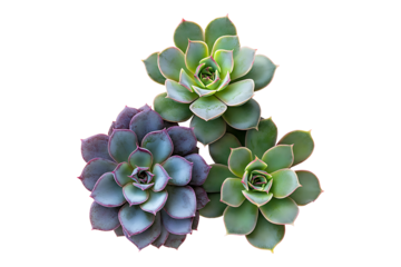 three succulent plants with geometric rosette isolated on white or transparent background.