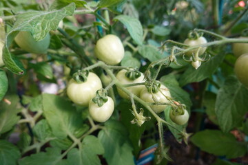 green cherry tomato growing on the branch of tomato plant. green tomatoes