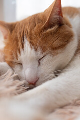 窓辺で眠る可愛い猫　茶トラ白