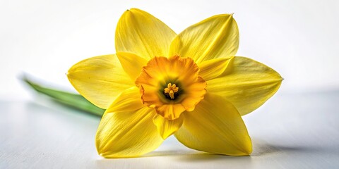 Obraz premium Stunning Yellow Daffodil Closeup, Single Spring Flower, White Background, Isolated Bloom, Botanical Photography, Floral Image, Nature Macro