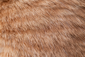 可愛い猫の毛並みをマクロレンズで撮影