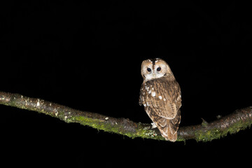 Tawny Owl, Dumfires & Galloway, Scotland