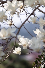 満開の美しい白いモクレンの花