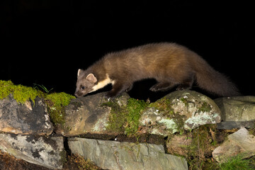Pine Marten, Dumfries & Galloway, Scotland