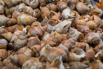 Pile of shells with some of them being broken. The shells are of different sizes and colors