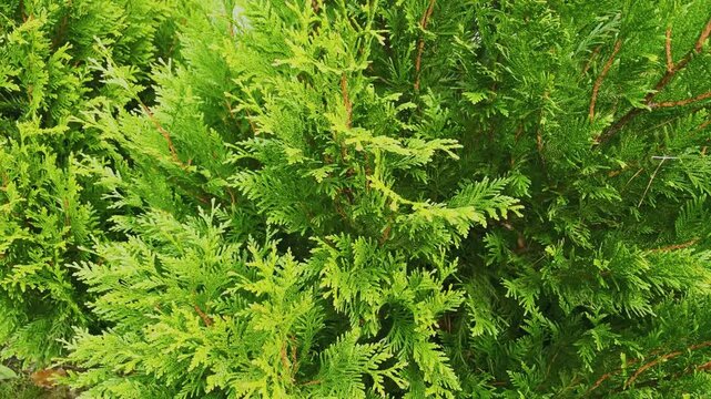 Green branches of thuja close-up
