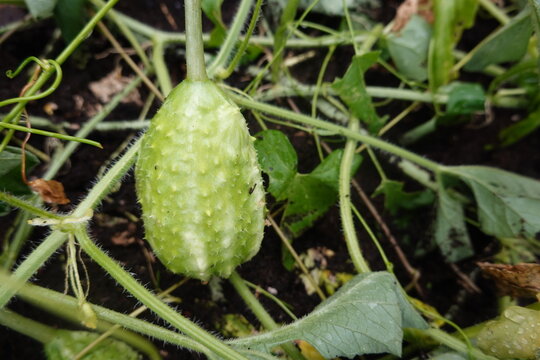 close-up of fruit of cucumis anguria, West Indian cucumber or hedgehog cucumber ripe for harvesting