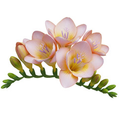 Fototapeta premium Close up of a cluster of freesia flowers with yellow and peach petals against a black background