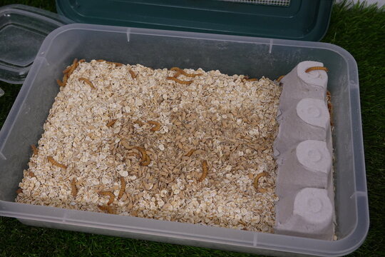 homemade mealworm farm with an egg cup in a bowl. tenebrion breeding