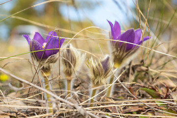 Spring, primroses bloomed in the forest