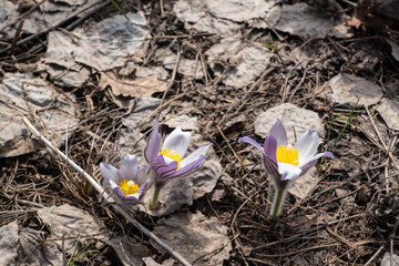 Spring, primroses bloomed in the forest