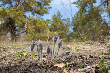 Spring, primroses bloomed in the forest