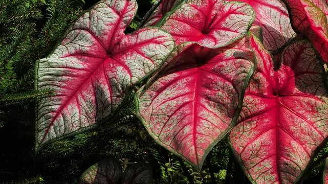 beautiful leaves of caladium red flower move in the wind