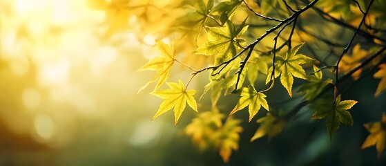 Obraz premium Vibrant green and yellow maple leaves beautifully illuminated by modern cinematic lighting creating a serene and moody atmosphere