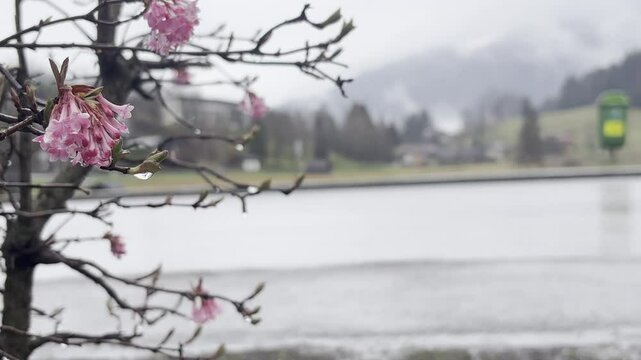 Flowering tree in Austrian Apls rainy weather. Closeup pink flowers on benches, blurred road with riding cars. Mountains in clouds on background