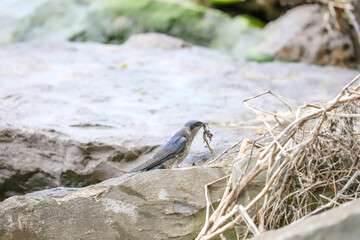 White-breasted nuthatch clinging to a rock face near water in Banff National Park