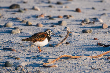 Turnstone, Isle of Tiree, Inner Hebrides, Scotland