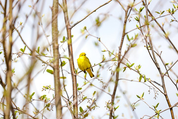 American Goldfinch perched on spring branches with yellow plumage, Banff Canada, April 2019