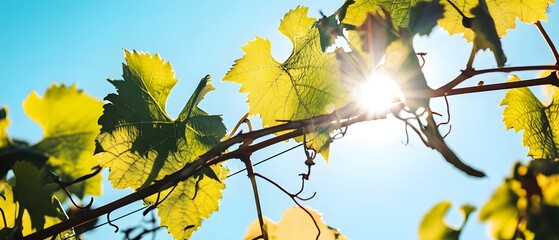 Obraz premium Vibrant green and yellow vine leaves thriving under the soft hazy glow of the sun set against a serene blue sky backdrop