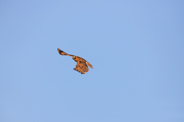 A hawk soaring against a pale blue sky with wings tucked mid-turn in Banff, Canada
