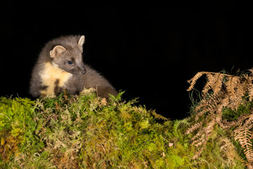 Pine Marten, Dumfries & Galloway, Scotland