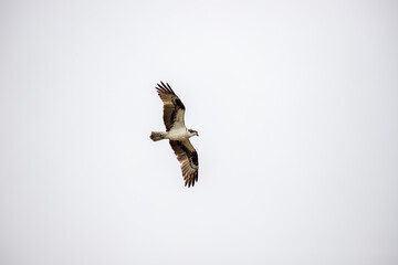 A large bird of prey soaring through a bright blue sky in Banff National Park, Canada