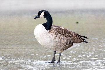 Bernache du Canada (Branta canadensis) marchant dans l’eau dans le Bois de Vincennes