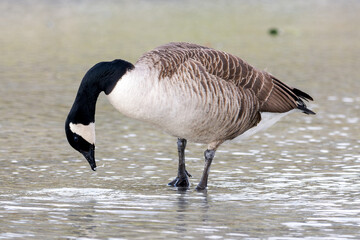 Bernache du Canada (Branta canadensis) marchant dans l’eau dans le Bois de Vincennes