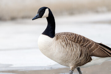 Bernache du Canada (Branta canadensis)