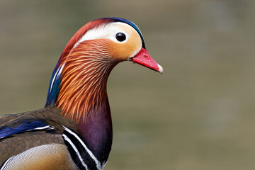 Canard mandarin mâle (Aix galericulata) au bord de l'eau dans le Bois de Vincennes