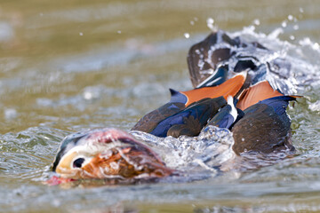 Obraz premium Canard mandarin mâle (Aix galericulata) dans l'eau du Bois de Vincennes