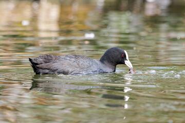 Foulque macroule (Fulica atra) en train de pêcher, avec une écrevisse dans le bec, dans l'eau du Bois de Vincennes