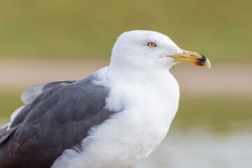 Portrait serré de Goéland brun (Larus fuscus)