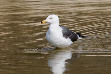 Goéland brun (Larus fuscus) debout dans l'eau du Bois de Vincennes