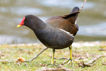 Poule d'eau (Gallinula chloropus) en recherche de nourriture dans l'herbe