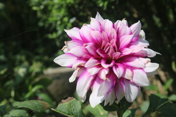 Fototapeta premium Pink Dahlia Flower Close-Up - Vibrant Petals, Garden Beauty, Nature Photography