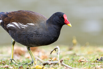 Poule d'eau (Gallinula chloropus) en recherche de nourriture dans l'herbe