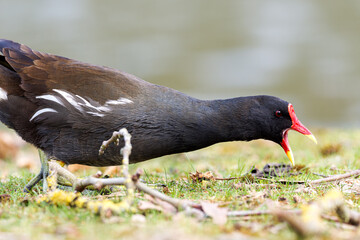 Poule d'eau (Gallinula chloropus) en recherche de nourriture dans l'herbe