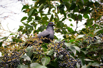 A pigeon is sitting on a branch of a bird cherry bush. There are leaves and berries around it. He got lost in the foliage.