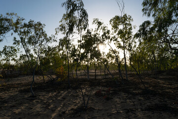 Silhouettes of Eucalyptus Trees at Dusk, Senegal, Africa