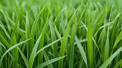 Obraz premium Wheat fields in their prime, ready for seasonal harvesting