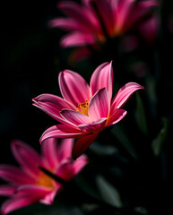 Fototapeta premium beautiful natural floral background, different kind of floral, created by generative ai