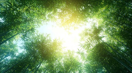 Bamboo Forest Sunlight Serenity: An Upward View