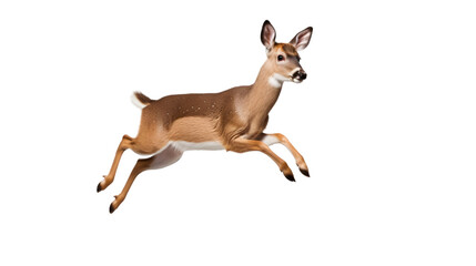 A deer with brown fur and white spots leaping against a black background