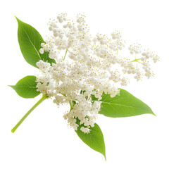 A sprig of white flowers with green leaves isolated on black background