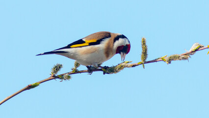 blue tit on a branch