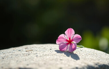 Single Pink Cherry Blossom on Stone